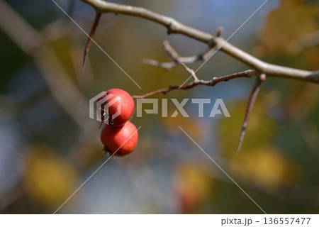 アカサンザシ 136557477