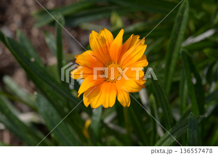 ジャノメクンショウギク 136557478