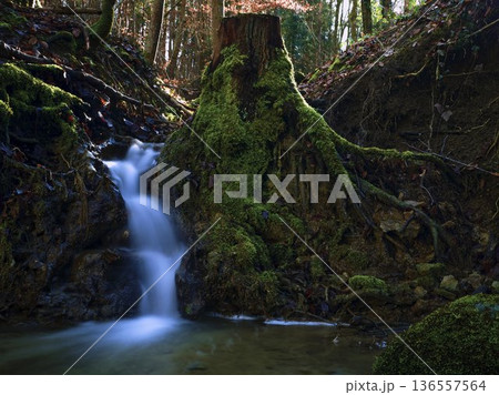 Water flows over rocks near a tree stump in a forest during daylight with sunlight filtering through the branches Water flows over rocks near a tree stump in a forest during daylight with sunlight filtering through the branches 136557564