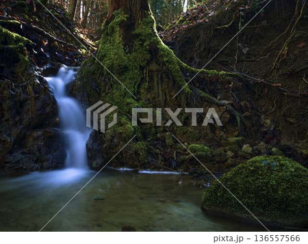 Water flows down rocks near trees in a forest setting during daytime with sunlight filtering through leaves Water flows down rocks near trees in a forest setting during daytime with sunlight filtering through leaves 136557566