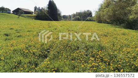 Field of dandelions with a barn and trees in the background during daylight Field of dandelions with a barn and trees in the background during daylight 136557572
