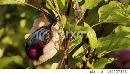 Harvesting eggplant in a garden during a sunny afternoon in fall 136557588