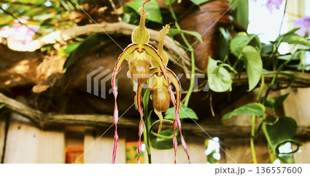 Rare orchid blooms in a garden with green leaves and wooden structure, showing different shapes and colors during springtime Rare orchid blooms in a garden with green leaves and wooden structure, showing different shapes and colors during springtime 136557600