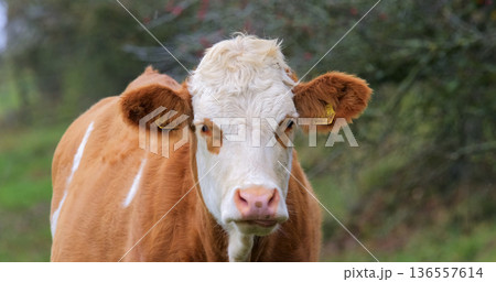 Cow standing in a green field surrounded by trees on a cloudy day in the countryside 136557614