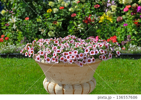 Large clay flowerpot with blooming calibrachoa flowers Large clay flowerpot with blooming calibrachoa flowers 136557686