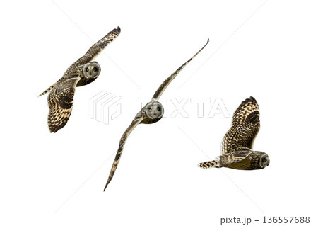 飛翔するコミミズクの切り抜き画像 飛翔するコミミズクの切り抜き画像 136557688