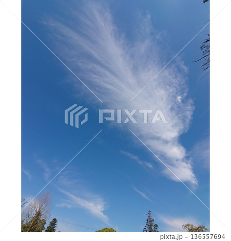 青空に浮かぶ龍の顔のような不思議な雲 青空に浮かぶ龍の顔のような不思議な雲 136557694