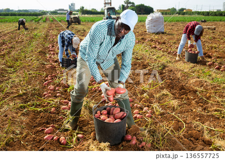 African american worker harvesting potatoes in farm field African american worker harvesting potatoes in farm field 136557725