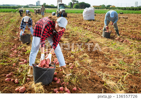 Positive woman farmer harvesting potatoes on field 136557726