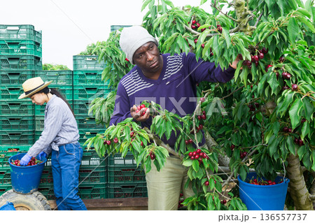 Portrait of afro male worker picking cherry in box Portrait of afro male worker picking cherry in box 136557737