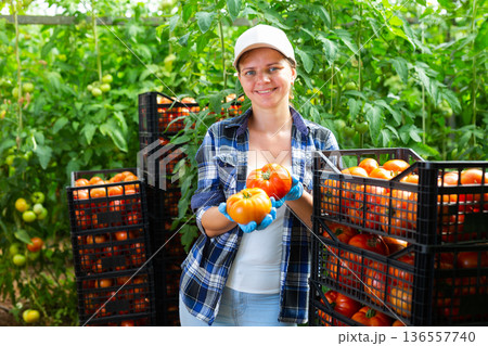 Woman farmer with tomato harvest in greenhouse Woman farmer with tomato harvest in greenhouse 136557740