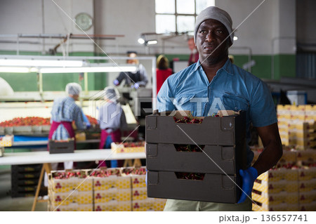 African american man working on sorting line, carrying box with cherry in storage 136557741