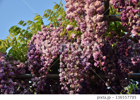 津島天王川公園　藤棚の八重黒龍藤(愛知県津島市) 136557785