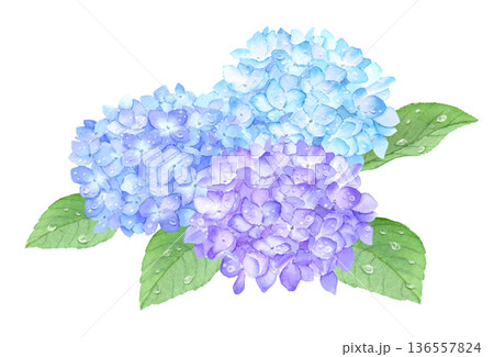 水彩で描いた雨粒がある紫陽花　アナログ手描き 136557824