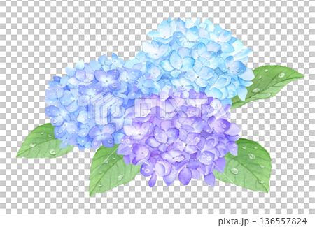 水彩で描いた雨粒がある紫陽花　アナログ手描き 136557824