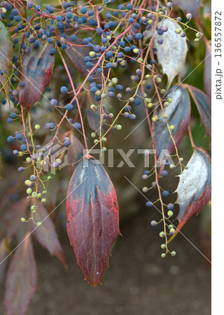 ヒイラギナンテン 136557872