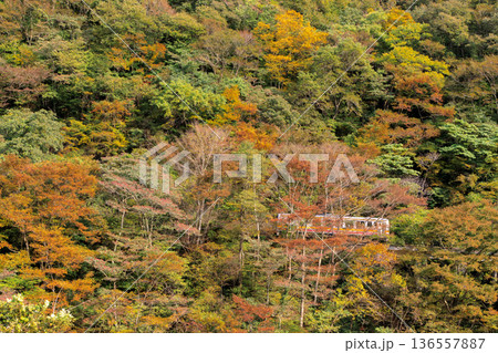 紅葉真っ盛りの山肌を縫って走る芸備線の気動車 紅葉真っ盛りの山肌を縫って走る芸備線の気動車 136557887