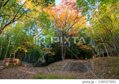 紅葉した落葉が敷き詰められた竹林に早朝の朝日が差し込む 136557891