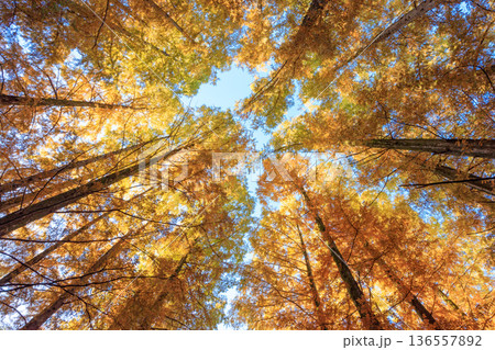 紅葉したメタセコイアの林を早朝の朝日が照らす 136557892