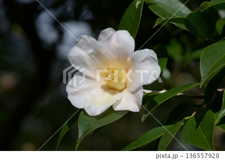 雪中花　ツバキ 136557928