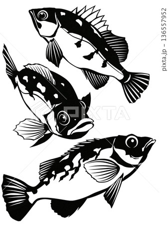 岩場に群れるメバルのシンプル白黒切り絵イラスト 136557952