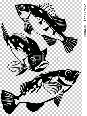 岩場に群れるメバルのシンプル白黒切り絵イラスト 136557952