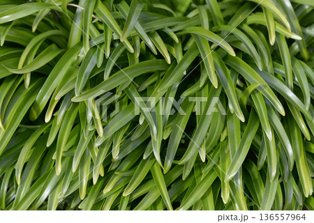 ショウキズイセン　葉模様 136557964