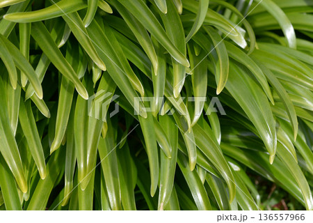 ショウキズイセン　葉模様 136557966