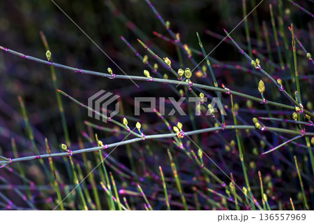 The ponytail fern, commonly known as water bamboo. Scientific name is Equisetum hyemale or Equisetum debile. The ponytail fern, commonly known as water bamboo. Scientific name is Equisetum hyemale or Equisetum debile. 136557969