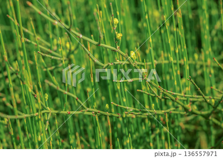 Equisetum Hyemale or Scouring rush horsetail is a grass-like bamboo plant, used for ornamental plants. Equisetum Hyemale or Scouring rush horsetail is a grass-like bamboo plant, used for ornamental plants. 136557971
