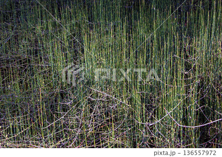 Equisetum hyemale, commonly known as rough horsetail, scouring rush, and in South Africa as snake grass Equisetum hyemale, commonly known as rough horsetail, scouring rush, and in South Africa as snake grass 136557972