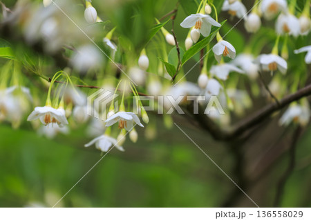 新緑の森に咲く白い花　エゴノキ 136558029