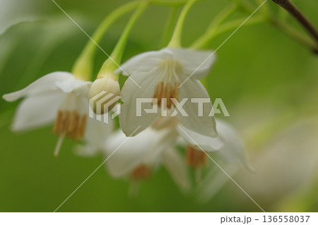 新緑の森に咲く白い花　エゴノキ 136558037