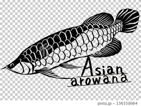 一幅簡單的黑白剪紙插圖，描繪了一條亞洲龍魚在水族箱中悠閒地遊動。 136558064