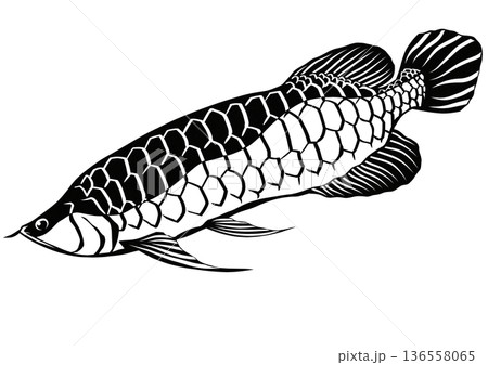 カッコイイ魚アジアアロワナのシンプル白黒切り絵イラスト カッコイイ魚アジアアロワナのシンプル白黒切り絵イラスト 136558065