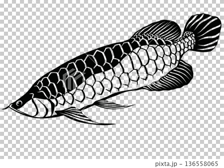 一幅簡潔的黑白剪紙插圖，描繪了一條漂亮的亞洲龍魚。 136558065