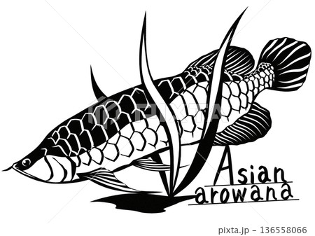 高級熱帯魚アジアアロワナのカッコイイ切り絵イラスト 高級熱帯魚アジアアロワナのカッコイイ切り絵イラスト 136558066