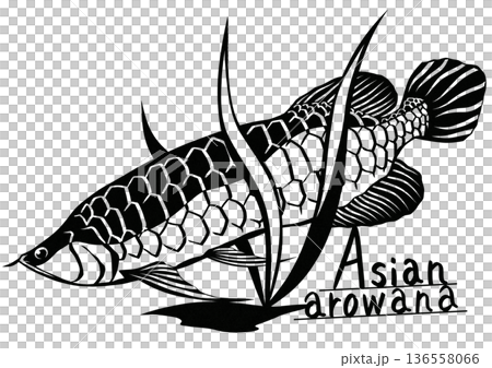 Cool paper cutout illustration of the luxury tropical fish Asian arowana 136558066