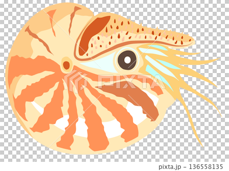 貝かイカか何にしろ古代生物アンモナイトの切り絵貼り絵イラスト 136558135