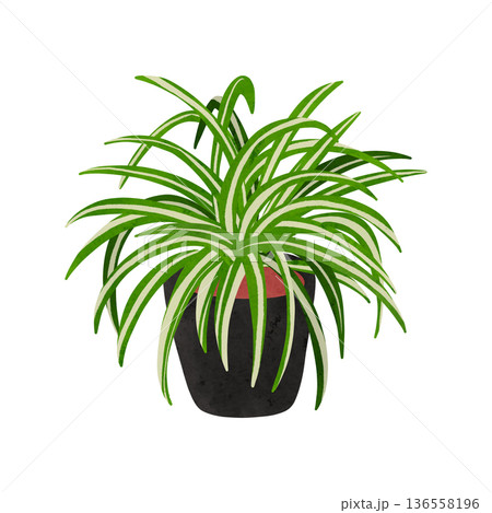オリヅルランの鉢植え　水彩風手描きイラスト 136558196
