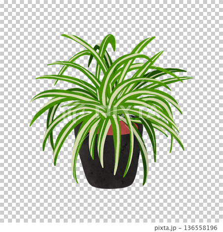 Potted spider plant, watercolor hand-drawn illustration 136558196