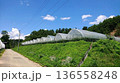 ビニールハウスのある風景 136558248