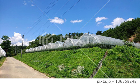 ビニールハウスのある風景 136558248