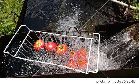 清らかな水に浮かぶトマト 136558249
