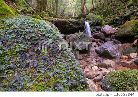 苔が日本一きれいな渓谷　屋久島国立公園(冬 136558844
