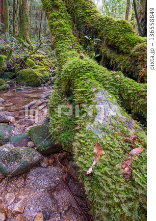 苔が日本一きれいな渓谷 屋久島国立公園(冬 苔が日本一きれいな渓谷 屋久島国立公園(冬 136558849