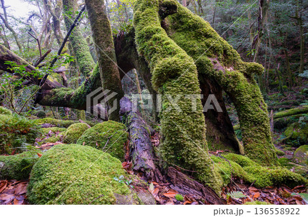 苔が日本一きれいな森　屋久島国立公園(冬 136558922