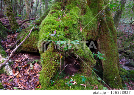 苔が日本一きれいな森 屋久島国立公園(冬 苔が日本一きれいな森 屋久島国立公園(冬 136558927