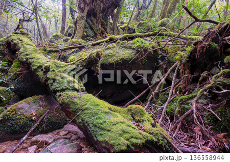 苔が日本一きれいな森　屋久島国立公園(冬 136558944