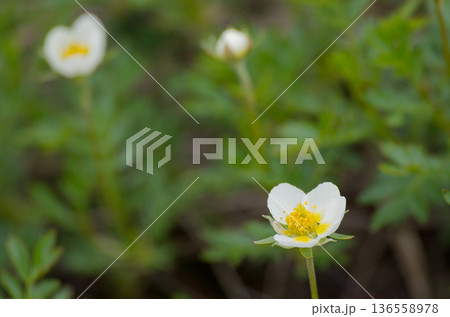 春の高山植物白い花咲くチングルマ 136558978